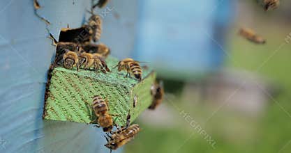 Honey bees fly near a beehive. Bees are best known to humans for their ecological roles as pollinators. Honey bees flying into
