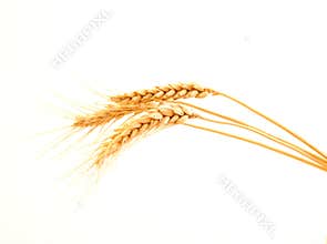 Wheat ears