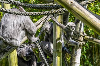 Family of Silvery gibbon, Hylobates moloch in a German park