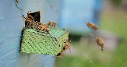 Honey bees fly near a beehive. Bees are best known to humans for their ecological roles as pollinators. Honey bees flying into
