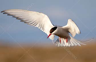 Arctic Tern