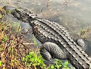 Alligator in shallow water