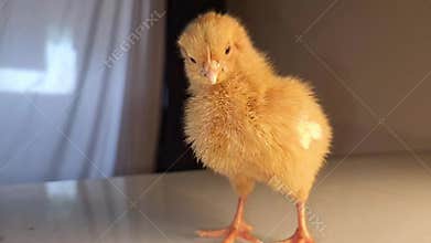 Sleepy Newborn Yellow Chick Standing on Reflective Surface, Cute Baby Chicken in Soft Studio Light