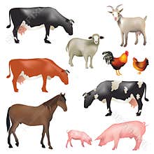 Farm animals