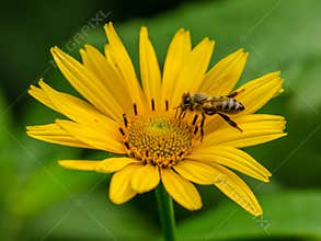 Bees to a flower