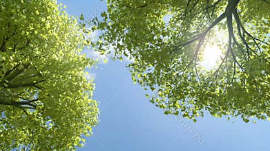 Trees blowing on Summer