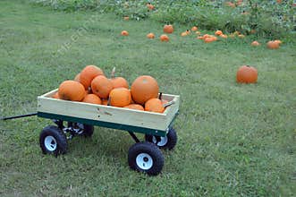 Pumpkin Harvest