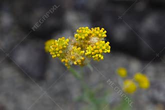 Jersey cudweed (Gnaphalium affine) flowers. Asteraceae biennial.