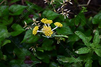 Jersey cudweed (Gnaphalium affine) flowers. Asteraceae biennial.
