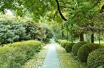 Alley in the park