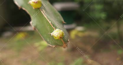 Macro Close Up of Dragon Fruit Flower Bud Growing on Cactus Stem