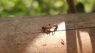 Macro Close Up of Black Ant on Wooden Surface