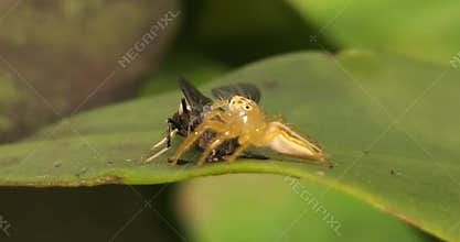 Jumping Spider Feeding on Wasp Macro