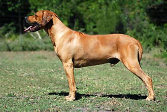 Rhodesian Ridgeback standing