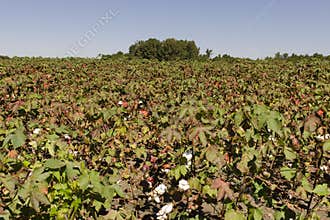 North Carolina Cotton Field