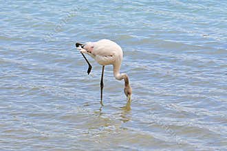 Young flamingo in salt pan, wildlife in its natural habitat