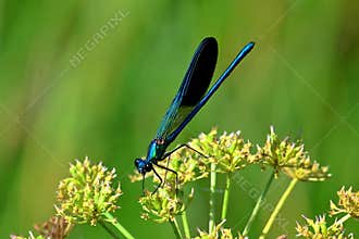 Beautiful Demoiselle , Calopteryx virgo