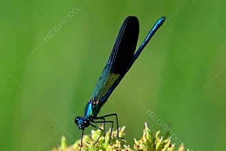 Beautiful Demoiselle , Calopteryx virgo