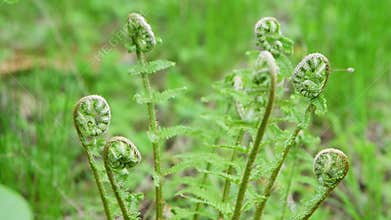 Emerging fiddlehead ferns unfurling in lush green forest under natural daylight close up