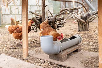 Brown hens gathering around feeder inside rustic chicken enclosure