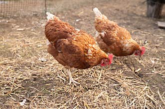 Two red hens pecking and walking on straw covered ground