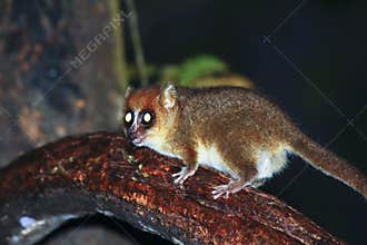 Brown Mouse Lemur (Microcebus rufus) in a rain forest