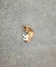 A cat resting in the middle of a road