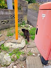 A black cat guarding a mailbox