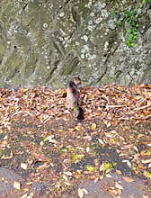 A brown cat hanging out