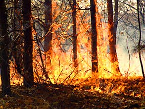 Forest fire.