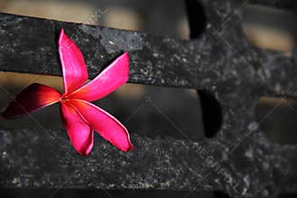Red Plumeria rubra