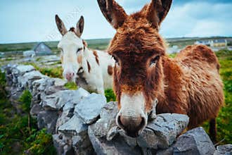 Donkeys in Aran Islands, Ireland