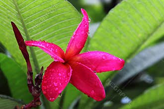 Red Plumeria rubra