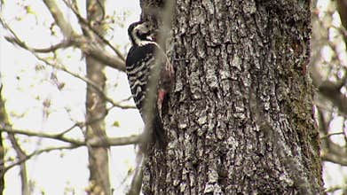 White-backed woodpecker eating insects on a forest tree