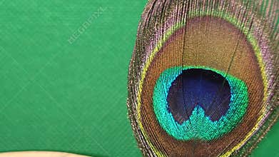 Macro Indian Peacock Feather Eye Pattern Video