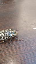 Close-up Side View of Yellow Spotted Polyphylla albolineata Beetle on Wood