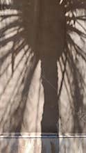 Tropical Palm Silhouette Shadow on Textured Plaster Wall