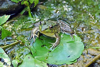 Frog on lily pad