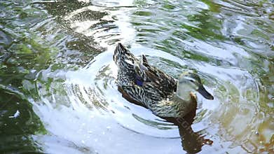 Wil Duck Closeup in a lake