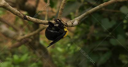 Carpenter bee xylocopa resting on tree branch extreme macro wildlife nature