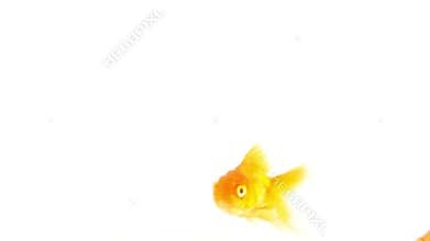Goldfish in aquarium