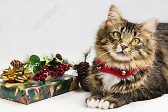Christmas Time Cat and Jingle Bells