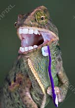 Chameleon brushing teeth