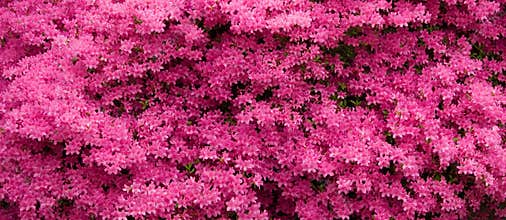 Pink Azaleas Panorama