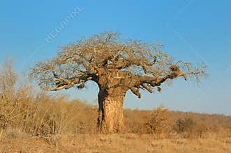 Baobab (Adansonia digitata)