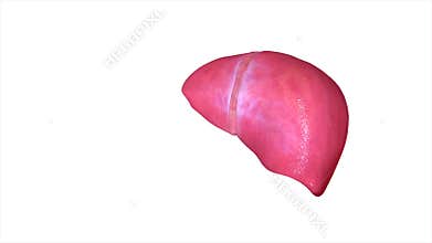 Liver