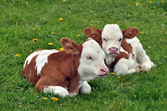 Young calfs in the grass