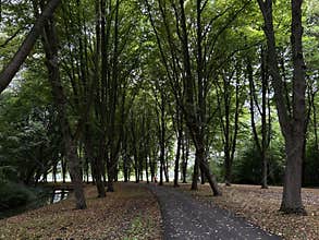 Tall green trees arch over curving park path with distant walkers, fallen