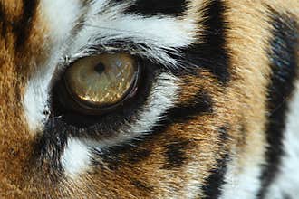 Tiger eye