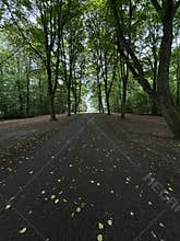 Tree lined park path beneath dense summer canopy with wet asphalt, scattered